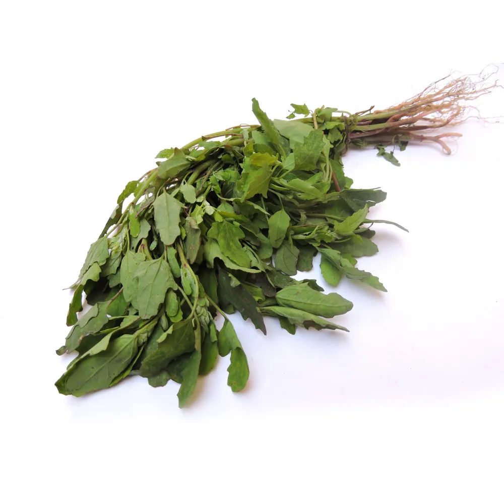 Bathuya_Bathua_Chenopodium_DesiVegetableSeeds Bathuya, Bathua (Chenopodium) Desi Vegetable Seeds ( బతువా ) - Image 1