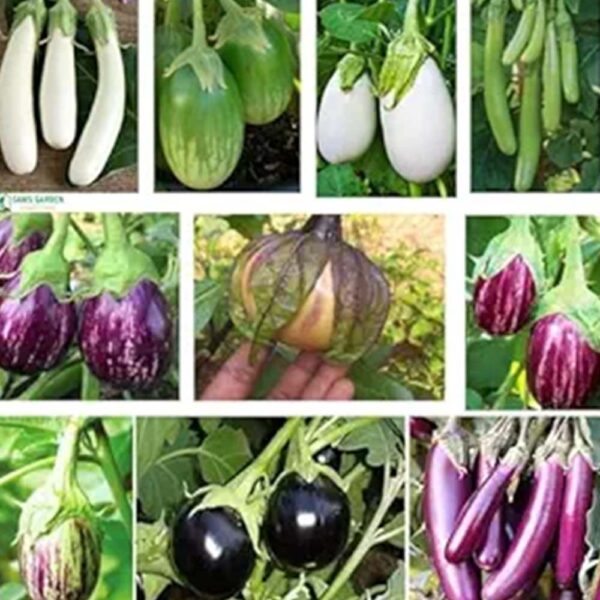 Buy 10 Types Of Desi Brinjal Combo Pack ( Vankaya )
