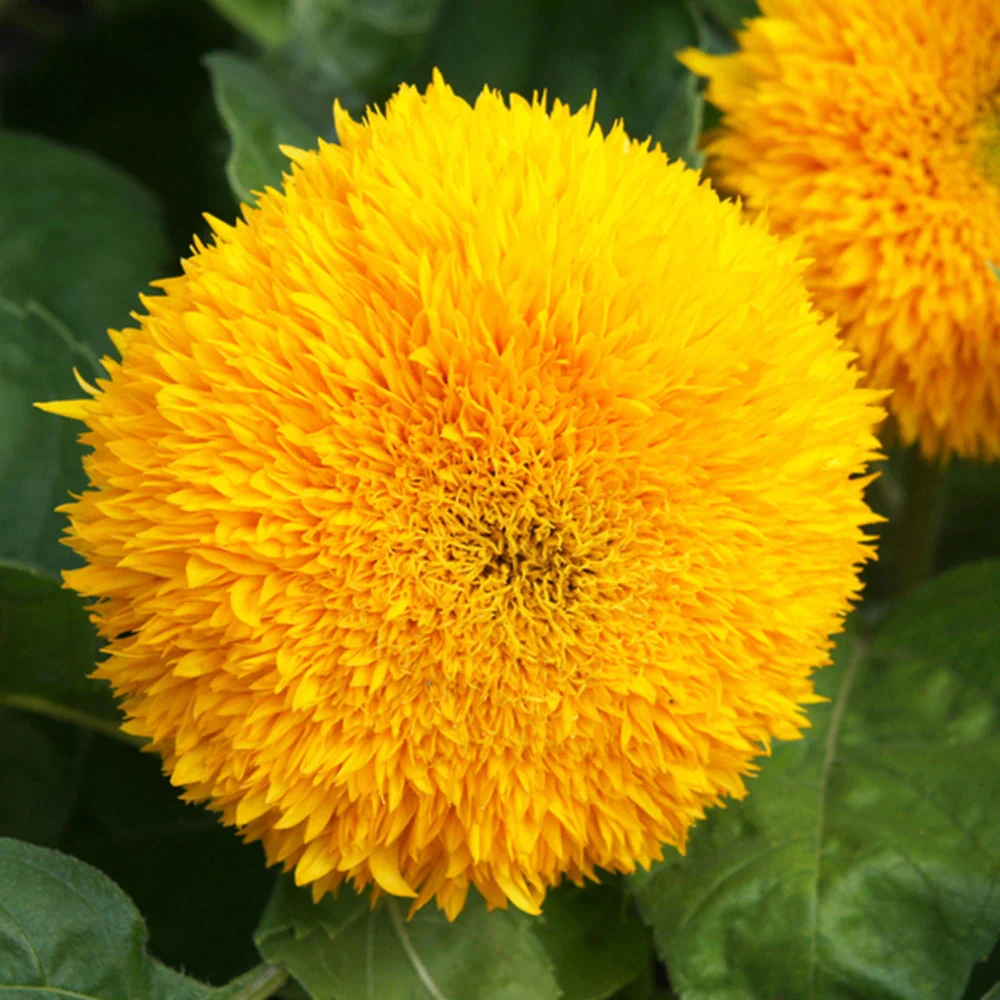 SunflowerHelianthusAnnuusTeddyBear_dec7460c-a6cc-4a06-86c6-8365400d0f58 Sunflower Helianthus Annuus Teddy Bear - Image 1