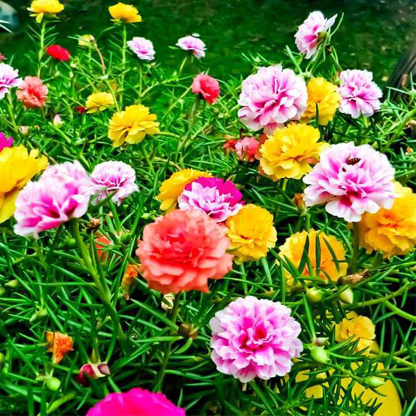 nurserylive-seeds-portulaca-f1-hybrid-mixed-color-flower-seeds-16969110913164_600x600 Portulaca F1 Hybrid Mixed Color - Flower Seeds - Image 1