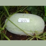 Asha-1 Ash Gourd Seeds - Image 2