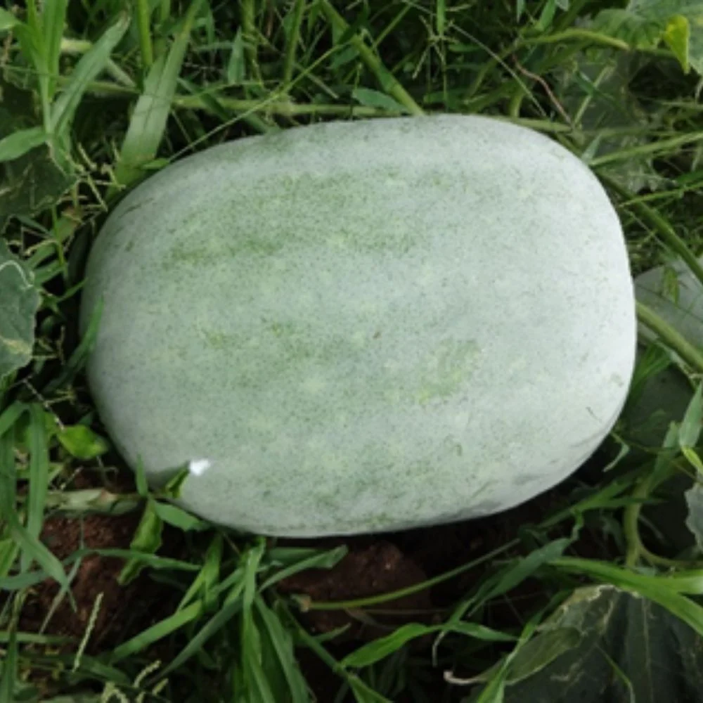 ASH GOURD Asha-1 Ash Gourd Seeds - Image 1