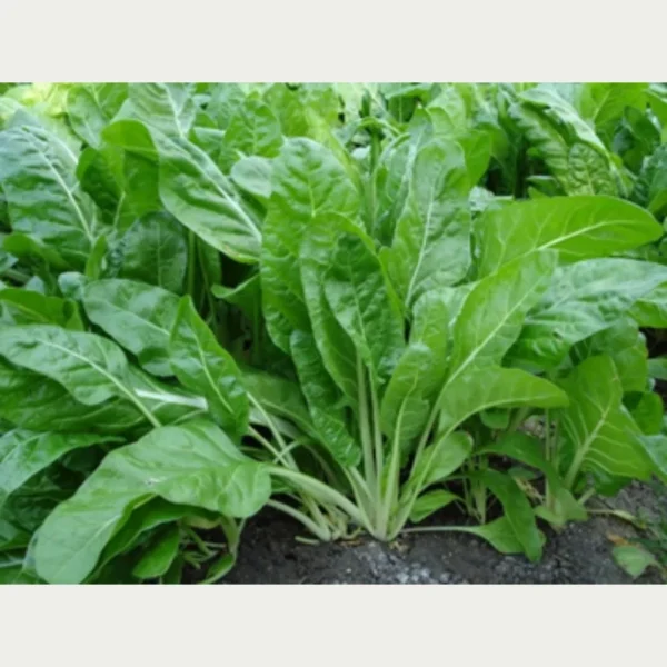 Green Amaranthus Seeds