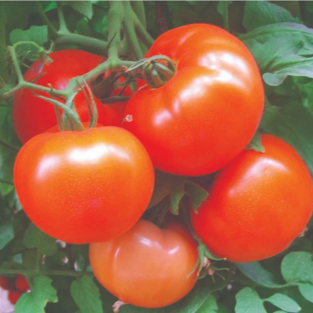 Tomato Tanu-32