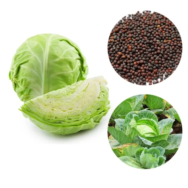 Premium Compact Green Cabbage Seeds