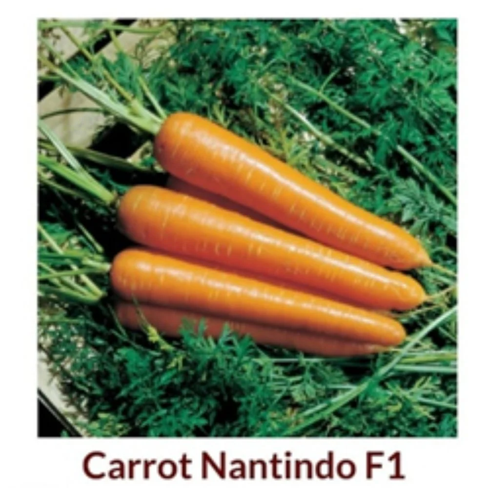 Untitled design (13) New Kudardo Carrot Seeds - Image 1