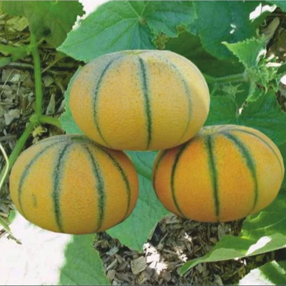 Untitled design (17) Nirmal Netted Muskmelon Seeds - Image 1