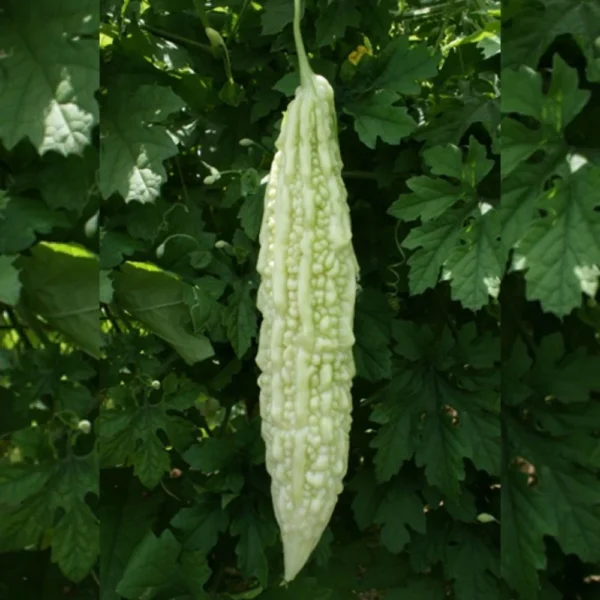 Premium White Bitter Gourd