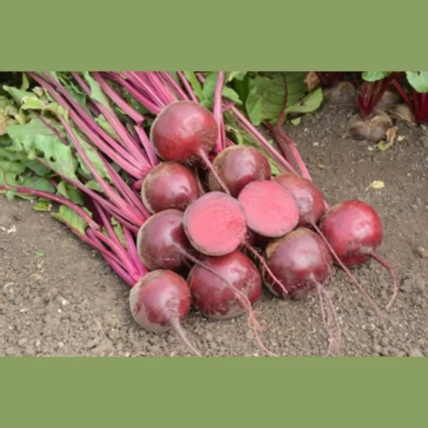 Beta-17 Beetroot Seeds