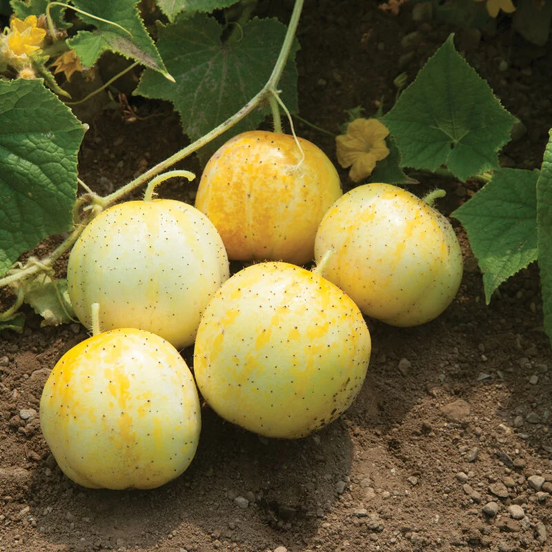 00329g_01_lemon Yellow Round Cucumber Seeds - Image 1