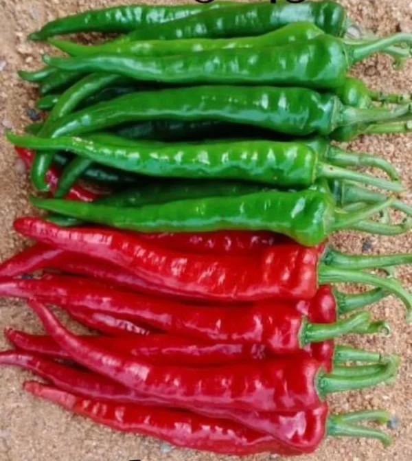 Chaitali Hybrid Seeds