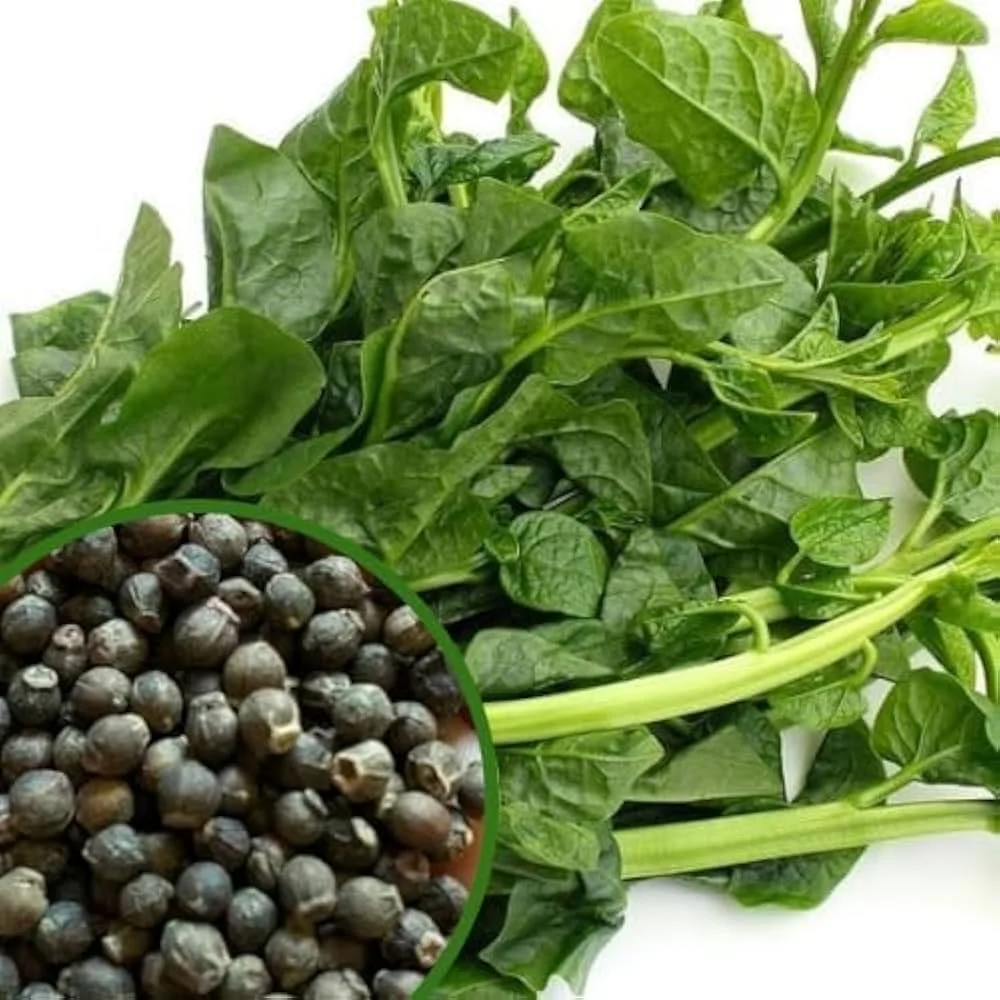 517whyavoaL._AC_UF1000,1000_QL80_ Premium Bachali Malabar Spinach Seeds - Image 1