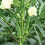 Hybrid Bhendi Mahashakti Seeds - Image 4