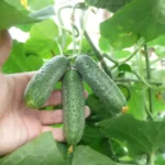 Parthenocarpic Cucumber Seeds