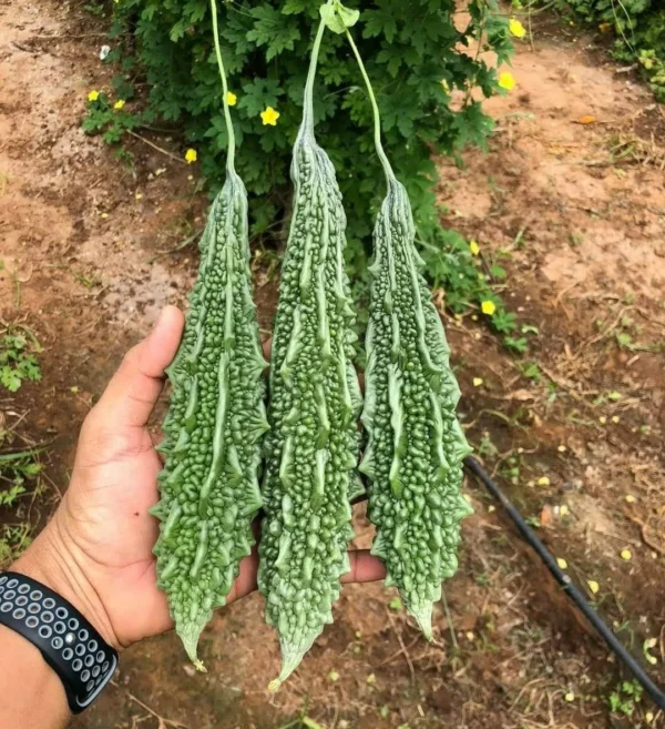 Bharat Hybrid Bitter Gourd
