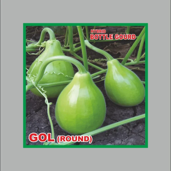 Hybrid Bottle Gourd Gol (Round) Seeds