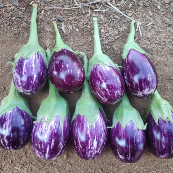 Hybrid Brinjal – Brinda-14