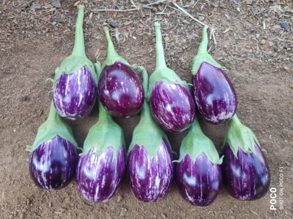Hybrid Brinjal – Brinda-14