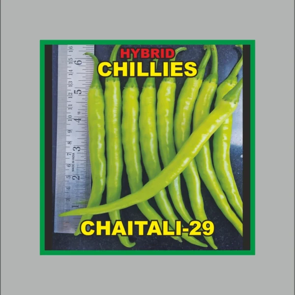 Chaitali-29 Green Chilli Seeds - Parrot Green, High Yielder