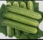 Parthenocarpic Cucumber Seeds - Image 2