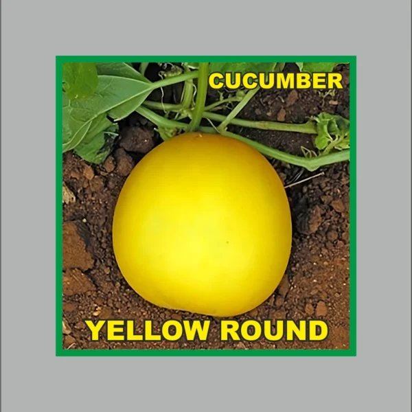 Yellow Round Cucumber Seeds