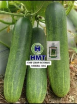 Parthenocarpic Cucumber Seeds - Image 3