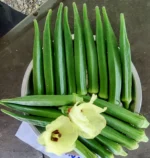 Hybrid Bhendi Vishesh-1 Seed