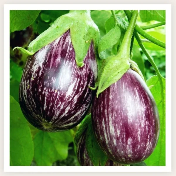 Hybrid Brinjal – Black Round