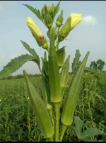 Hybrid Bhendi Vishesh-1 Seed - Image 2