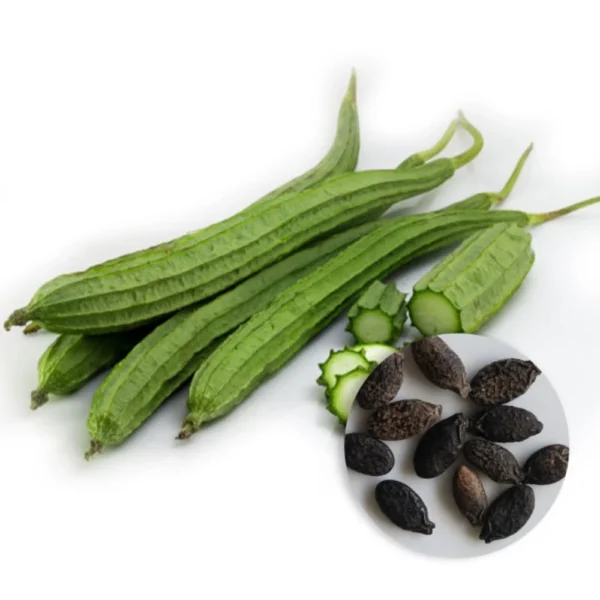 Ridge Gourd – Naveena Hybrid Variety