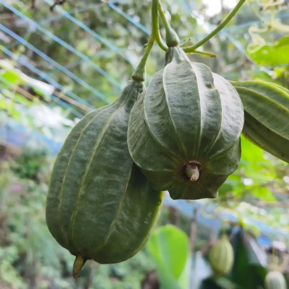 Untitled design (14) Ridge Gourd (Short Variety) - Image 1