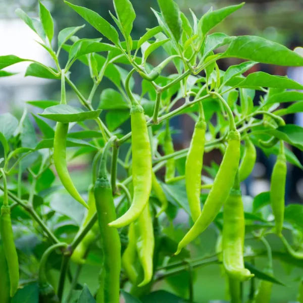 Chaitali-29 Green Chilli Seeds - Parrot Green, High Yielder
