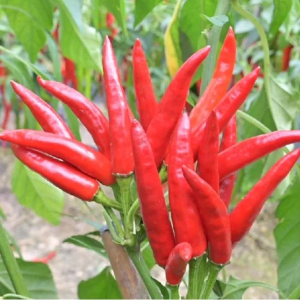 PC-1 Upright Chilli Seeds - Hot Indian Variety (Bushy & Productive)