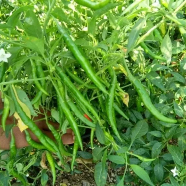 G-4 Green Chilli Seeds - Popular Indian Market Variety (High Pungency)