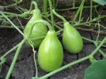 Hybrid Bottle Gourd Gol (Round) Seeds - Image 2