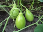 Hybrid Bottle Gourd Gol (Round) Seeds - Image 2