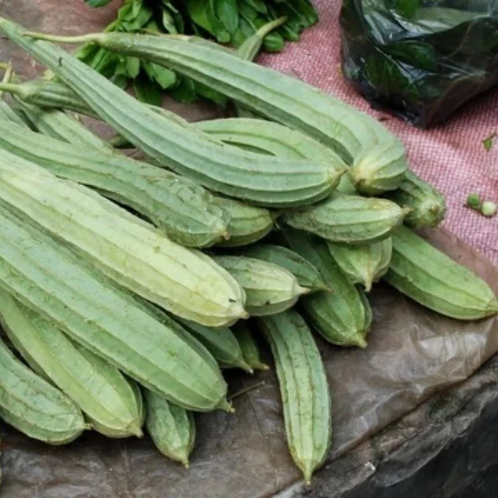 Ridge Gourd Sujata-1