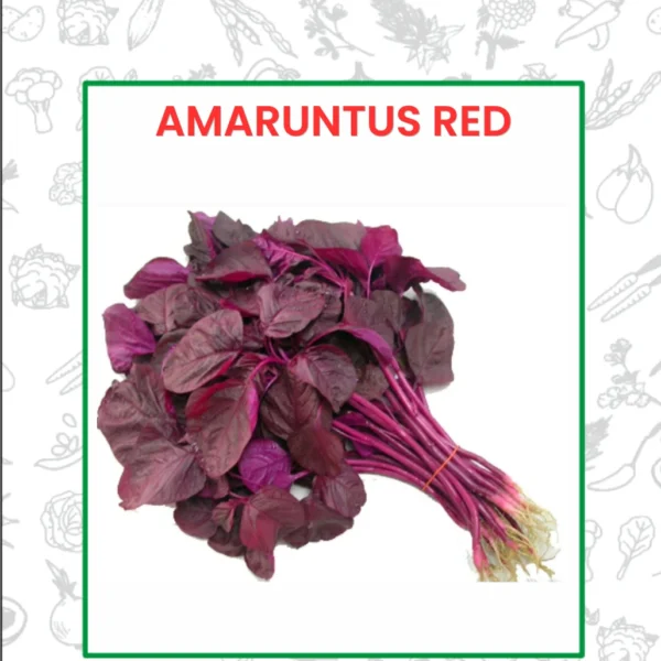 Amaranthus Red Seeds
