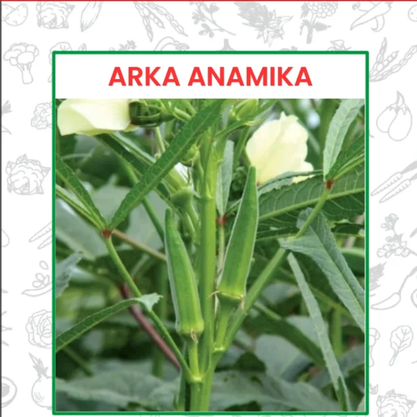 Bhendi-Arka Anamika