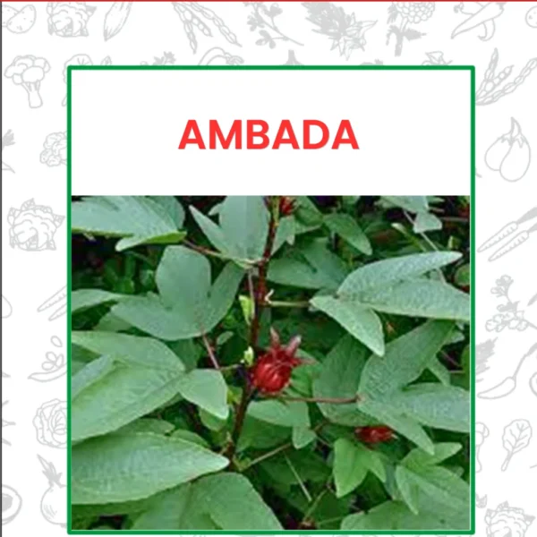 Ambada Seeds