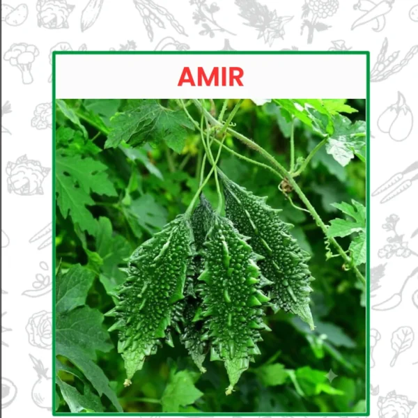 Hybrid Bitter Gourd Amir