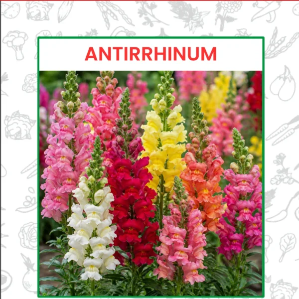 Antirrhinum Flower Seeds