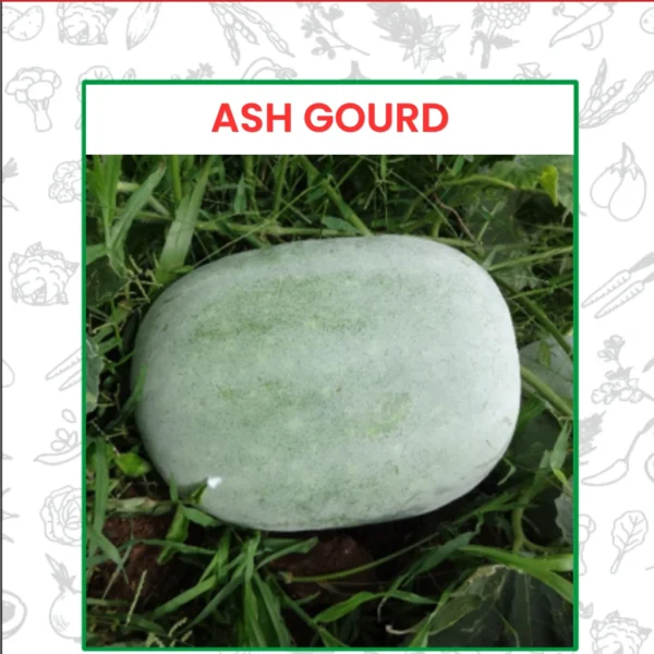 Ash Gourd Seeds