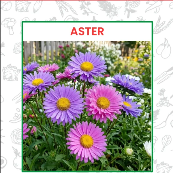 Aster Flower Seeds