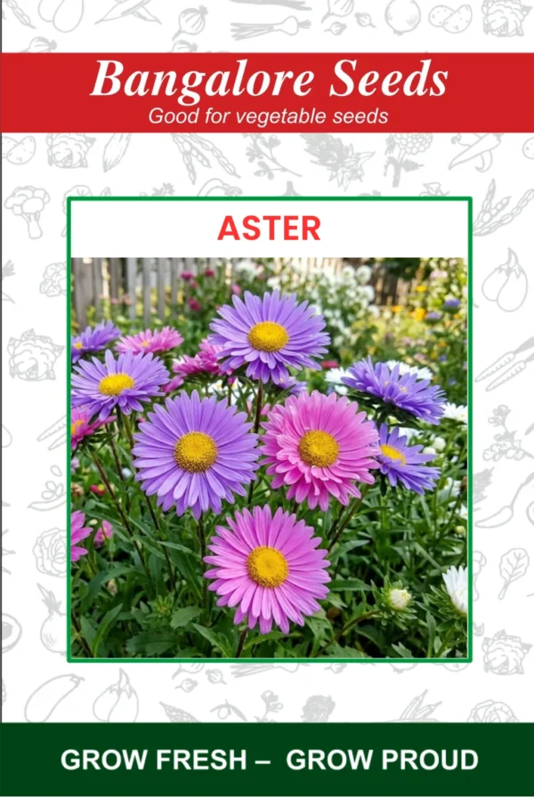 Aster Flower Seeds