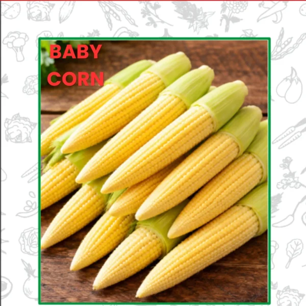 Hybrid Baby Corn