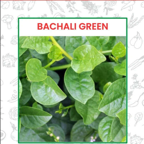Bachali Green Seeds