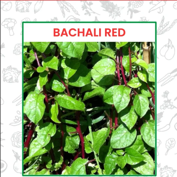 Bachali Red Seeds