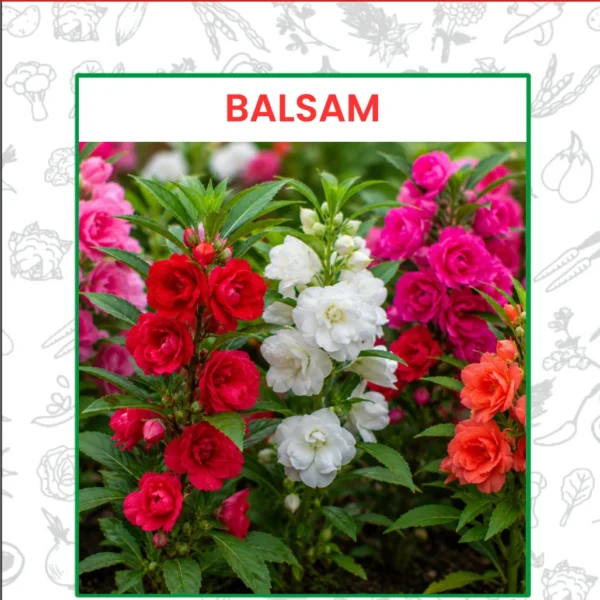 Balsam Flower Seeds