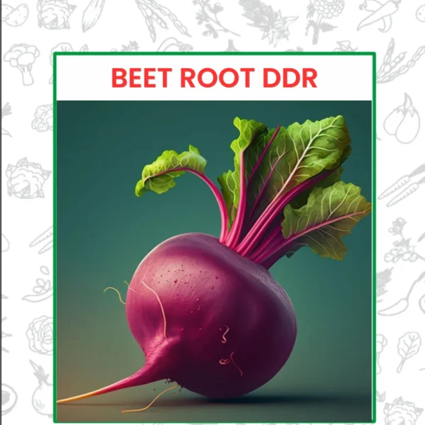 Beet Root DDR Seeds